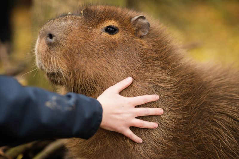 Foundation Degree In Animal Management Behaviour And Welfare University Centre Reaseheath - Ocean Designs - Perfect Full HD Collection