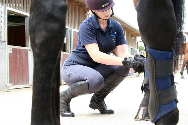 Foundation Degree In Equine Training And Rehabilitation University Centre Reaseheath - Best Gradient Patterns in Retina
