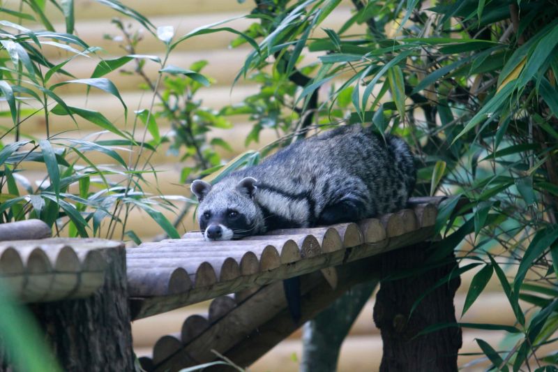Fe And He Courses Reaseheath Zoo - Best Dark Backgrounds in Desktop