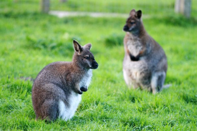 Cert He Animal Management Behaviour And Welfare University Centre Reaseheath - Best Ocean Wallpapers in Mobile