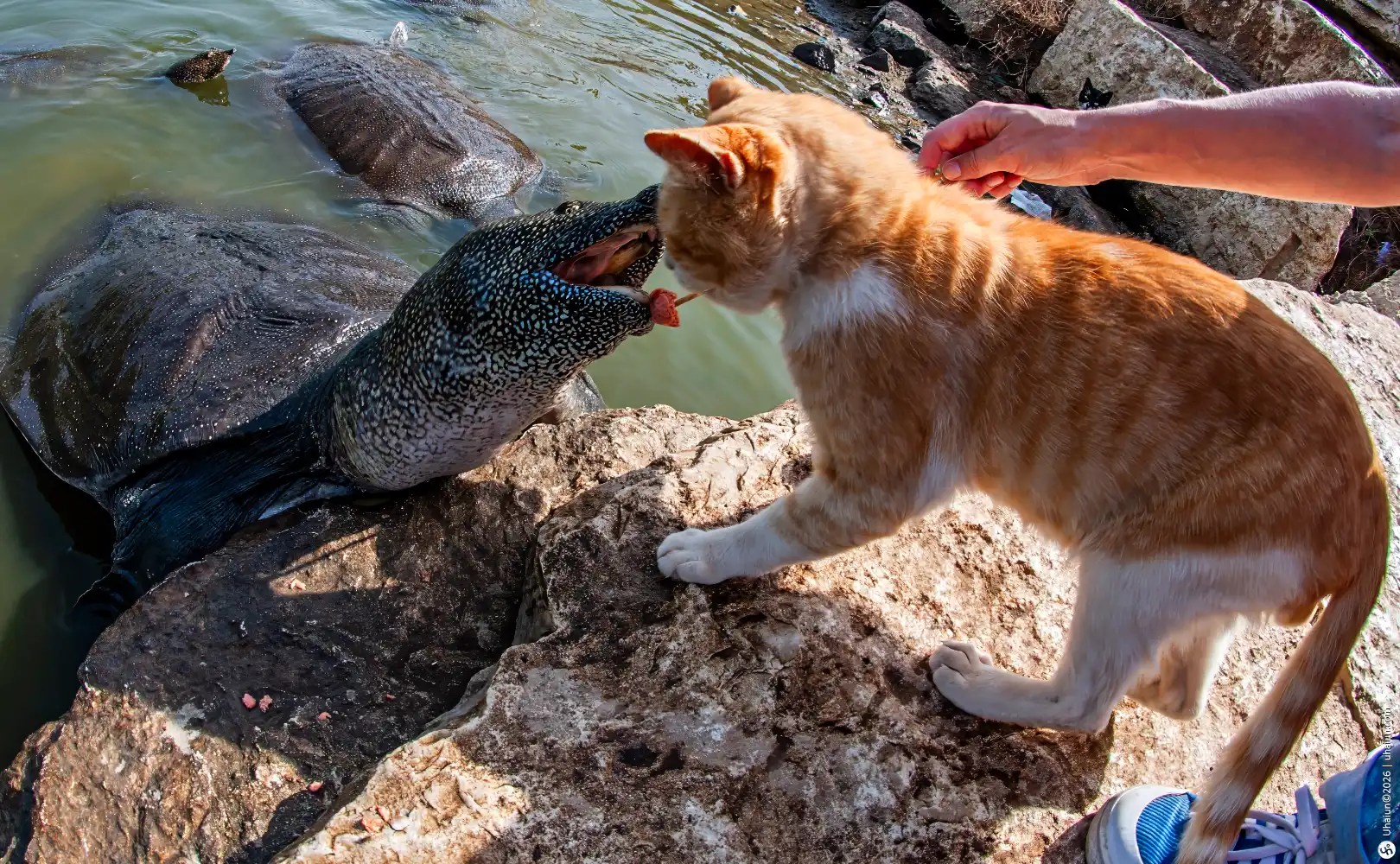 Cat and Softshell Turtle at water edge