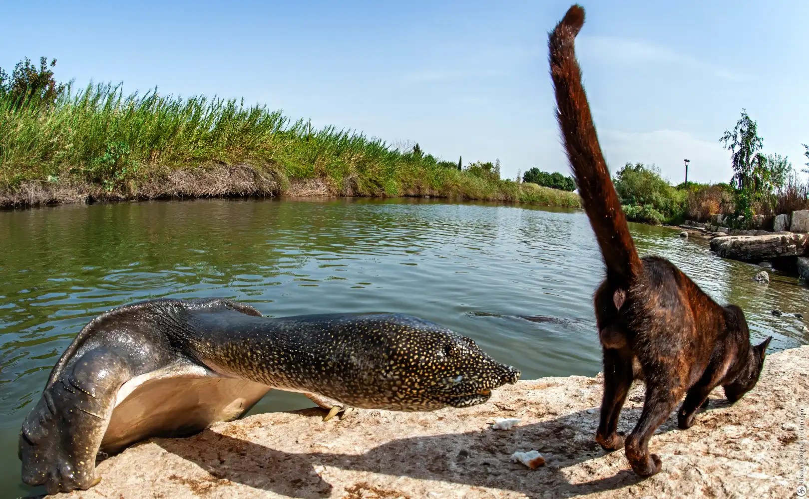 Cat and Softshell Turtle by the river