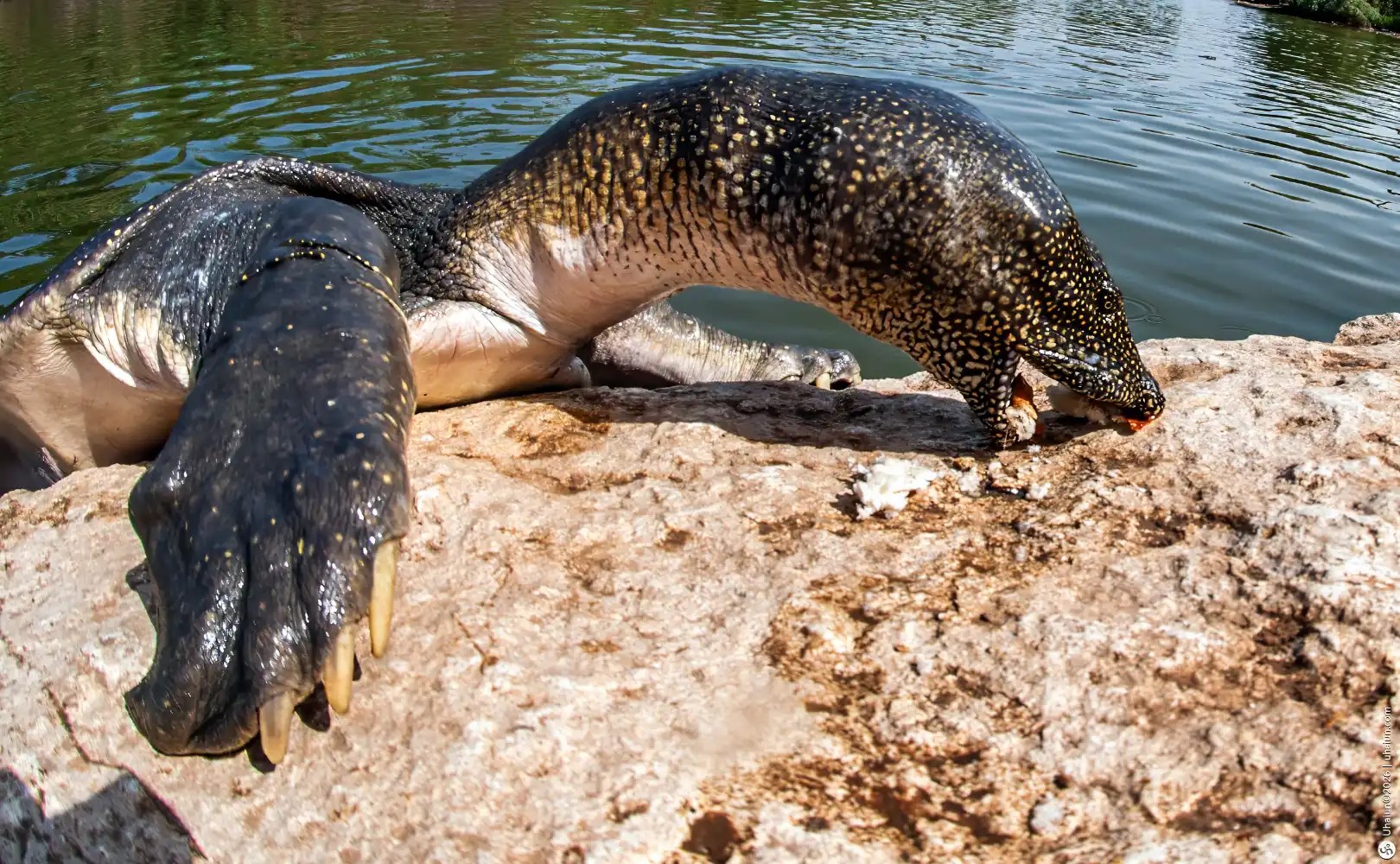 Softshell Turtle basking on a sunlit rock