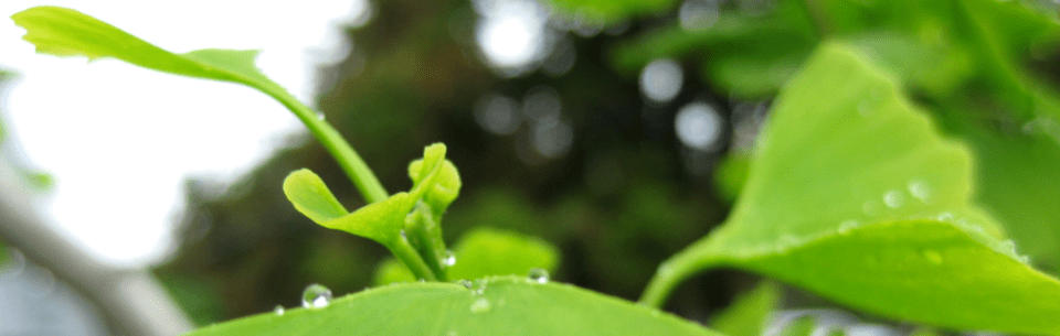 Molnár Gusztáv: Geonapló – Patthelyzet