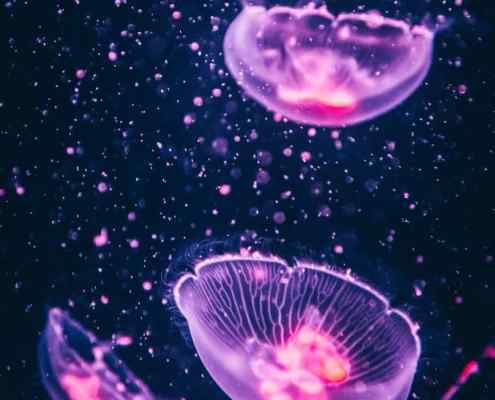 four purple jellyfish