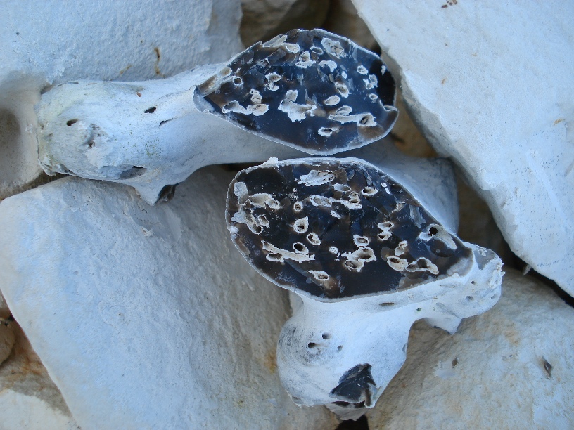 Split flint sponge
