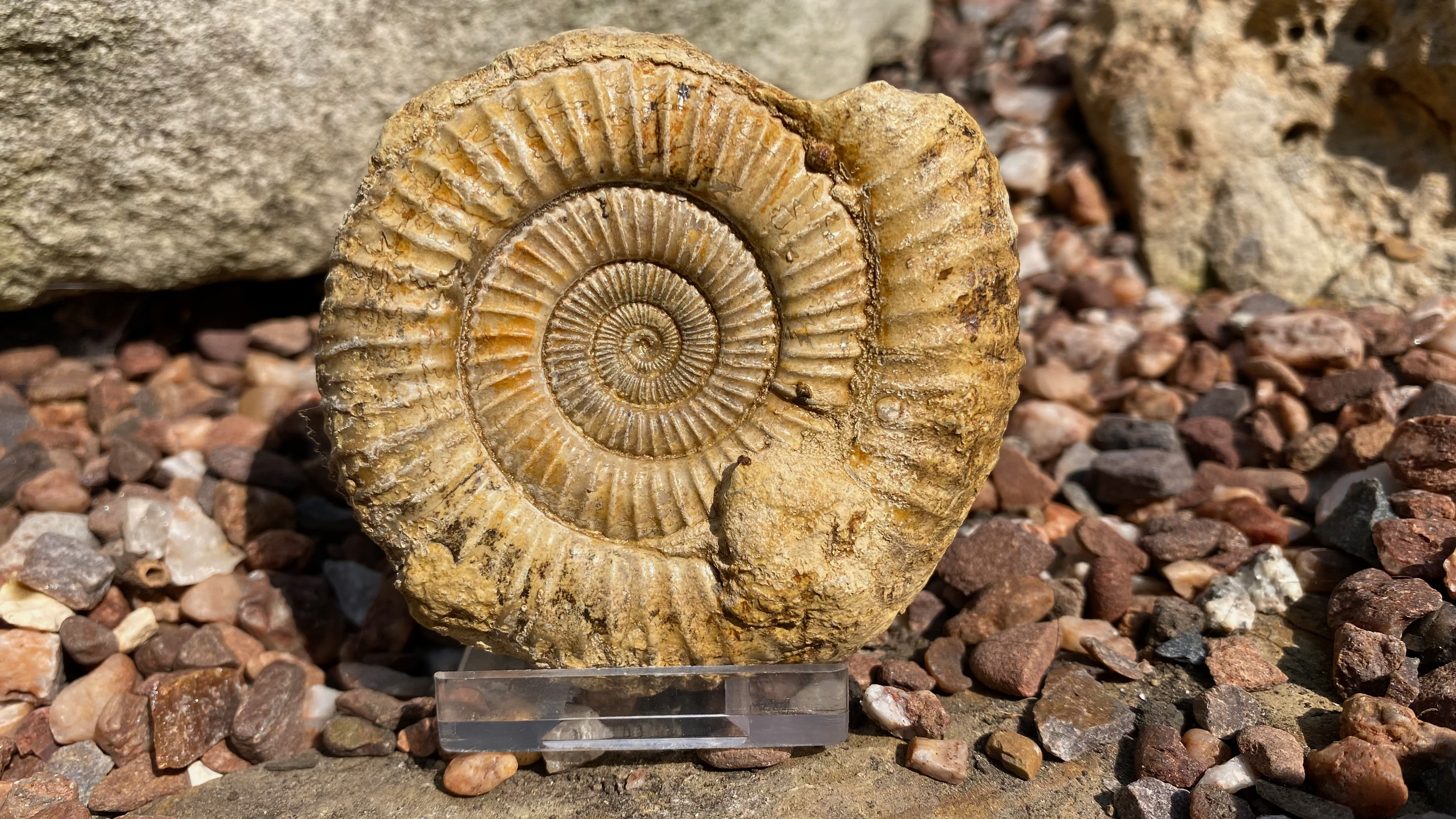 Dactylioceras commune