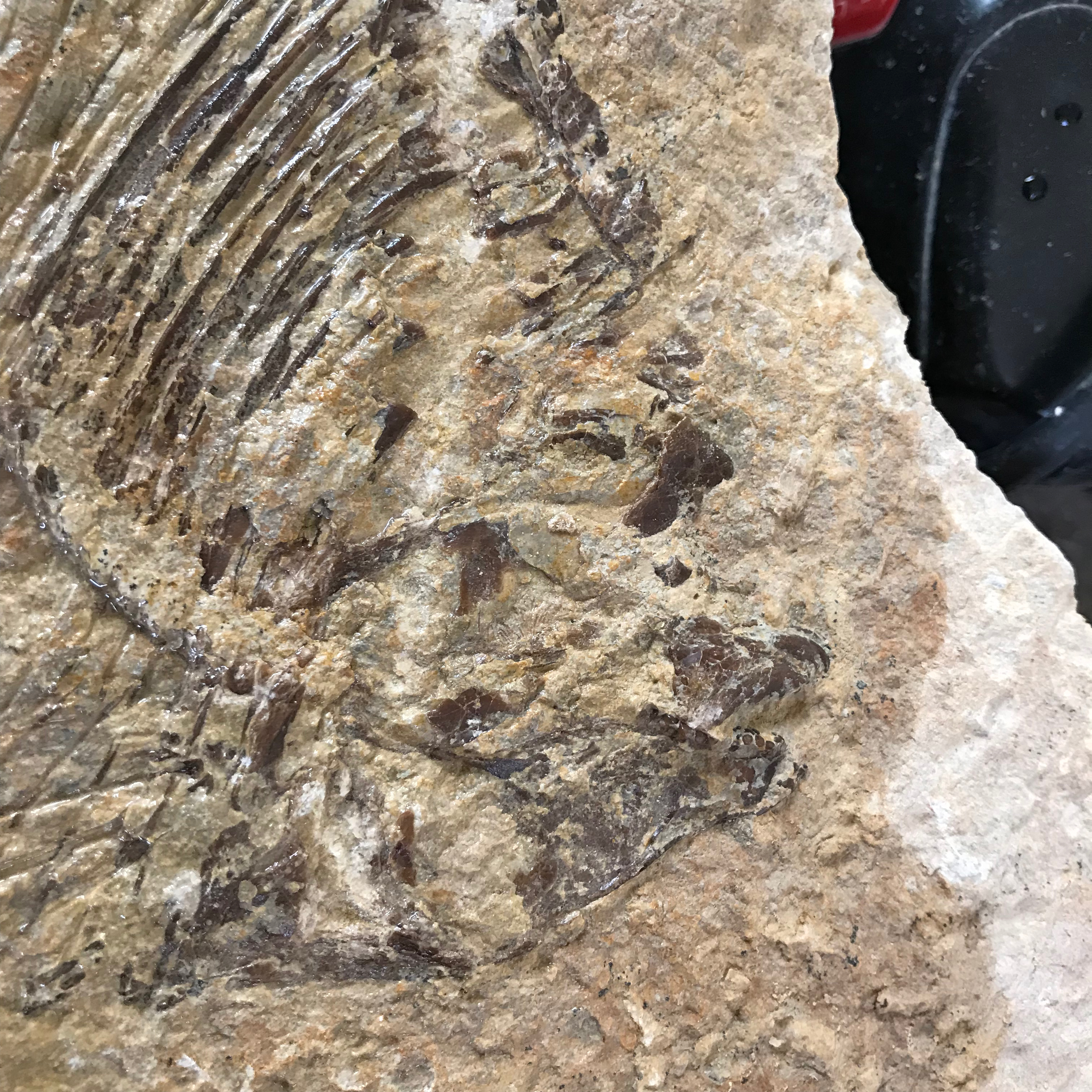 Macromesodon daviesi: fish