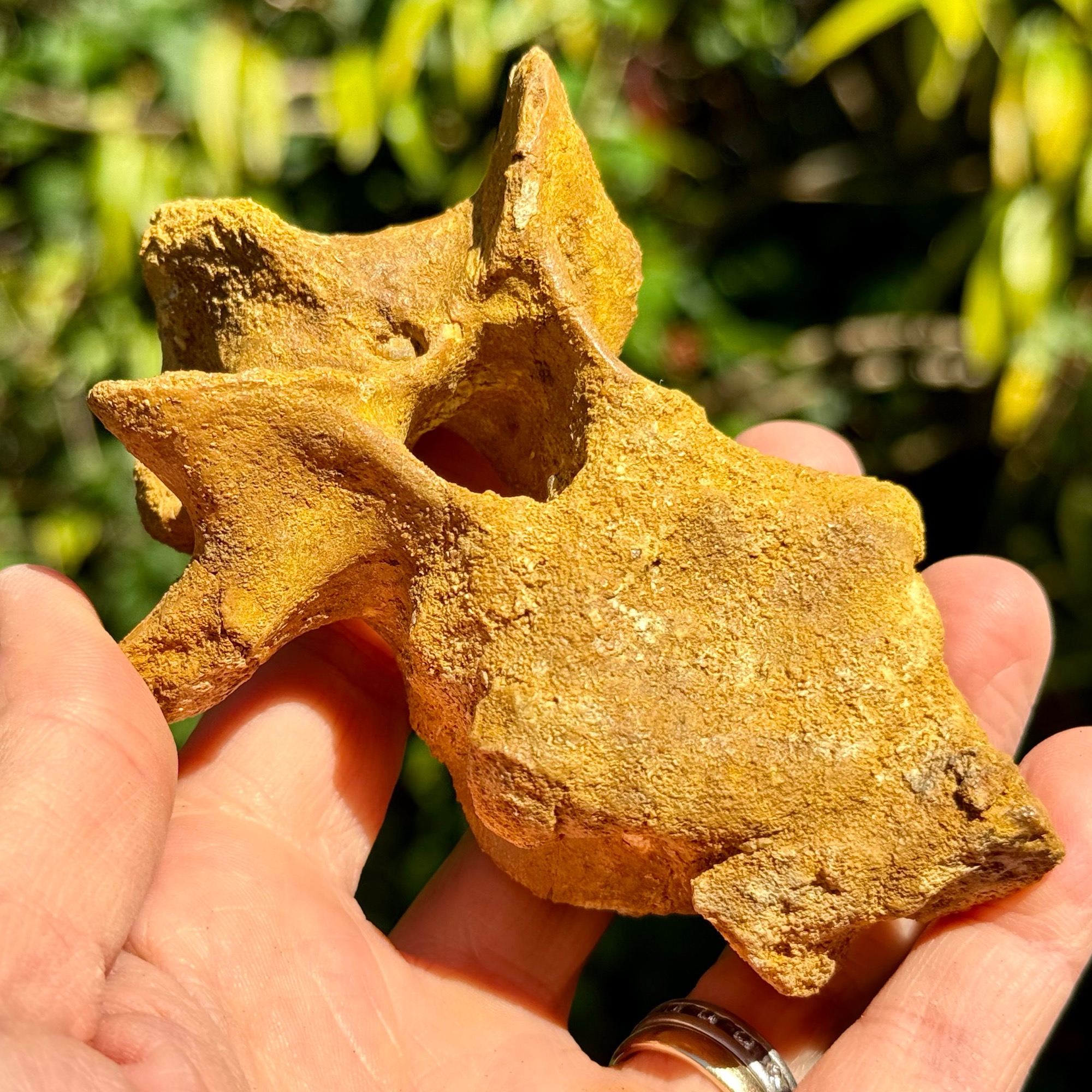Fossils - (Crocodile Vertebrae Fossil Cretaceous Morocco Kem Kem