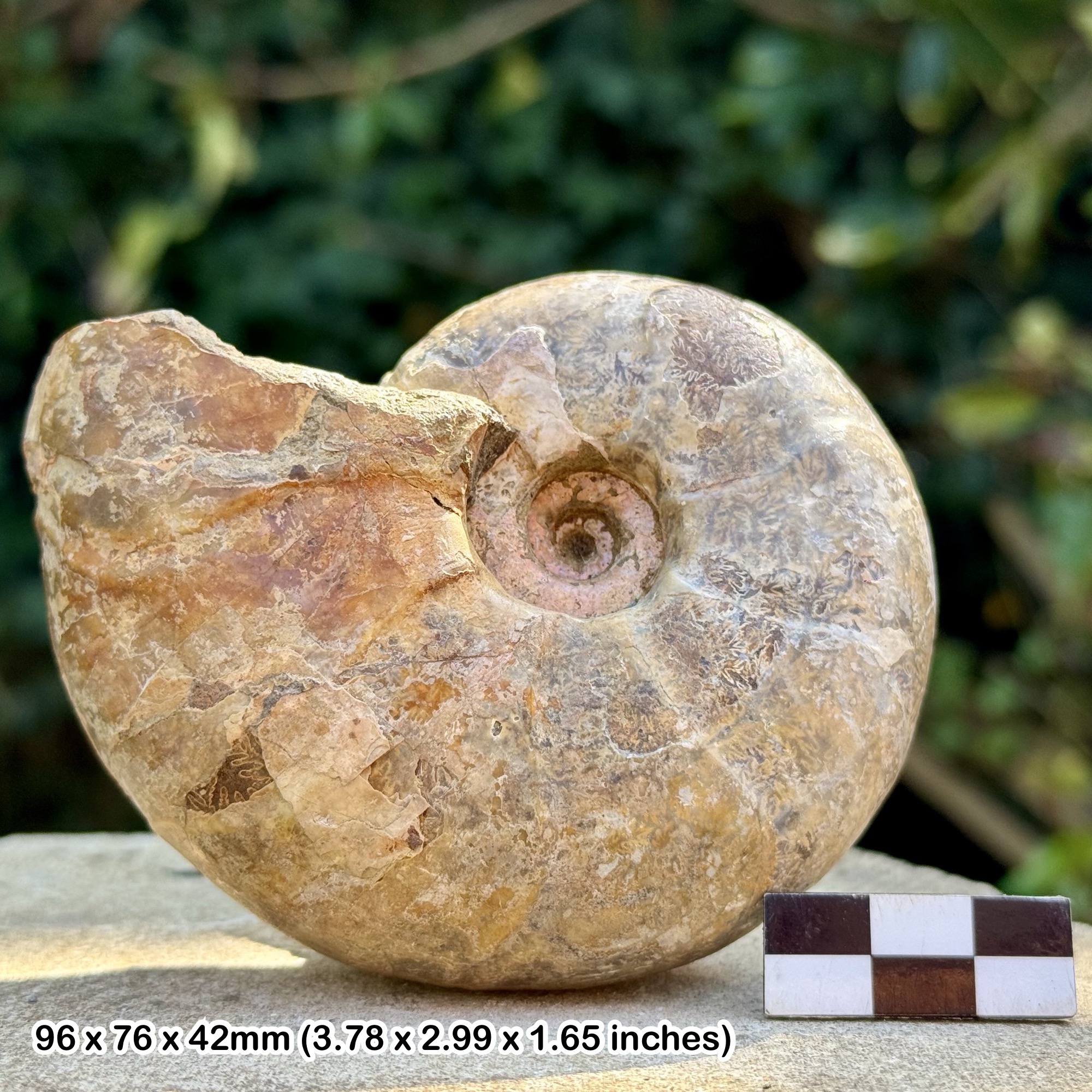 Fossils - (DESMOCERAS (Latidorsatum) Fossil Ammonite, Lower Albian