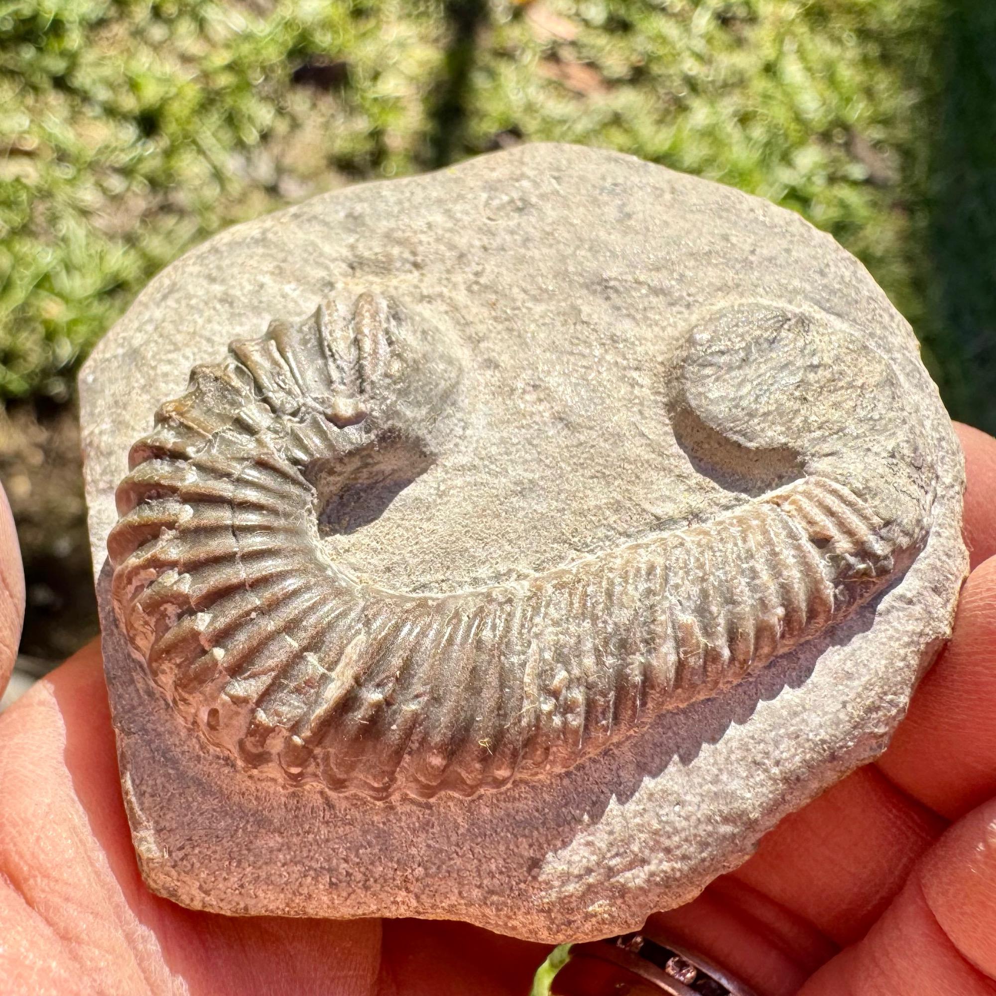 Fossils - (Rare australiceras jackii heteromorph ammonite fossil