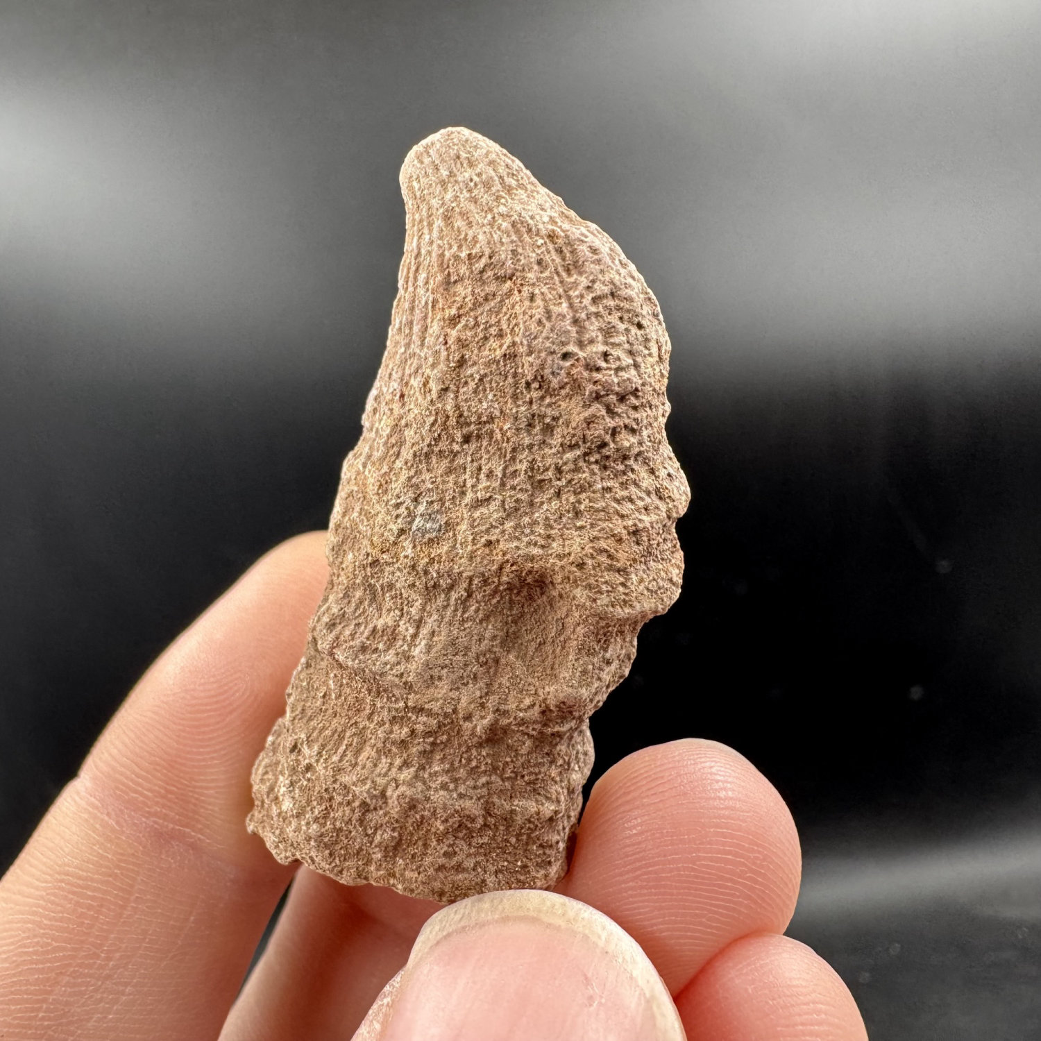 Coralꪔ̤̫ Fossils - (Calceola sandalina fossil coral – rare devonian rugose