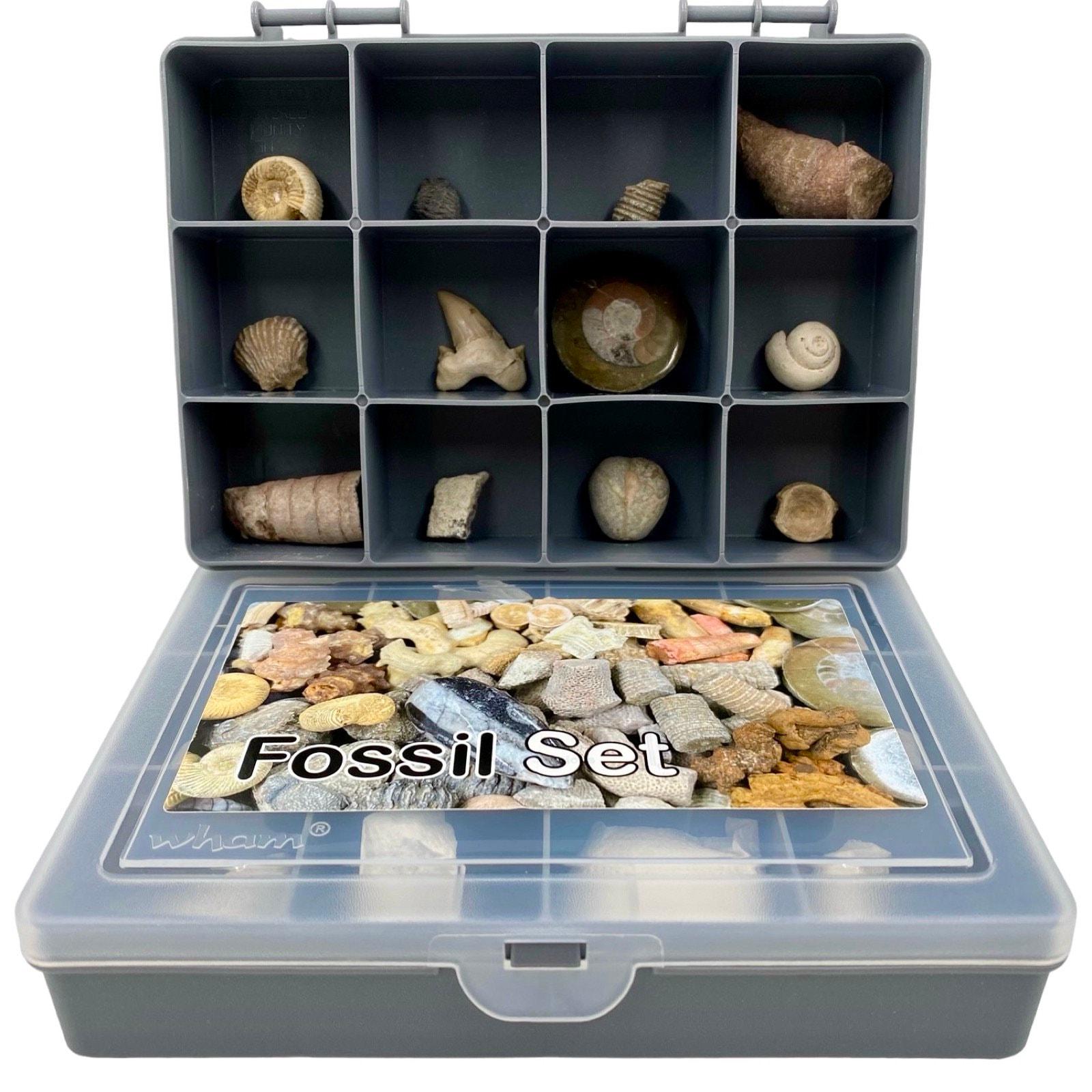 FOSSIL COLLECTION 化石 12個セット Fossil set of 12 genuine fossils gift for beginners and collectors