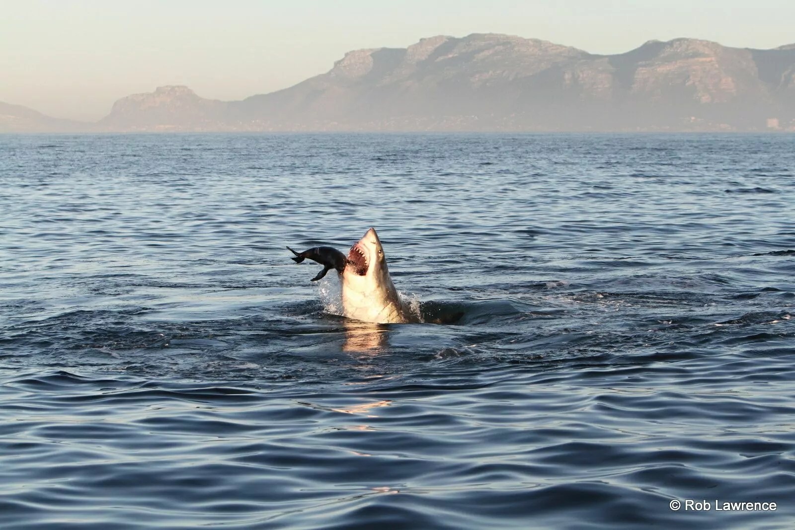 Great White Shark Predatory Strategies At Seal Island