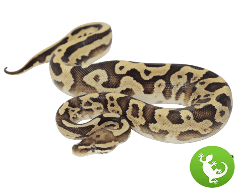 Super Phantom Firefly Ball Python Ukpets - Vintage Pictures - Artistic HD Collection