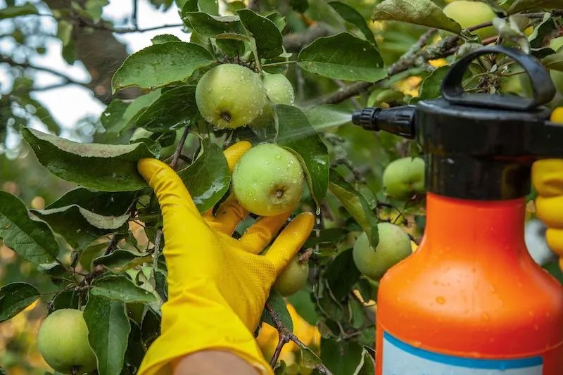 Complete guide on spraying fruit trees in australia