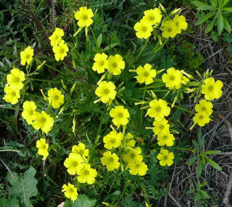 Weeds with yellow flowers in australia (identification guide