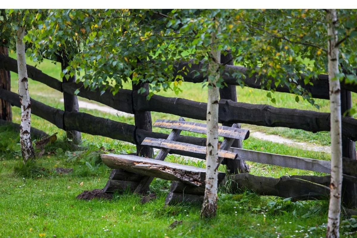 7 small trees for small gardens in australia