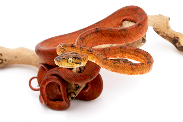 Amazon Com 500 Piece Jigsaw Puzzle Animal Emerald Tree Boa Premium Basswood 20 6 X 15 1 Inch Toys Games