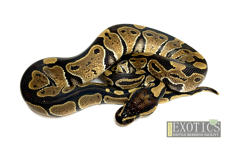 Ultimate Ball Python Starter Kit Naturia Exotics Llc - Premium Sunset Pattern Gallery - 4K