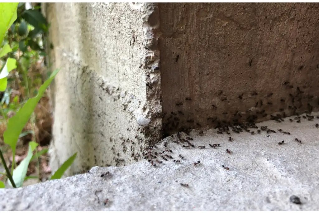 Ant pest control 5 prevention tips