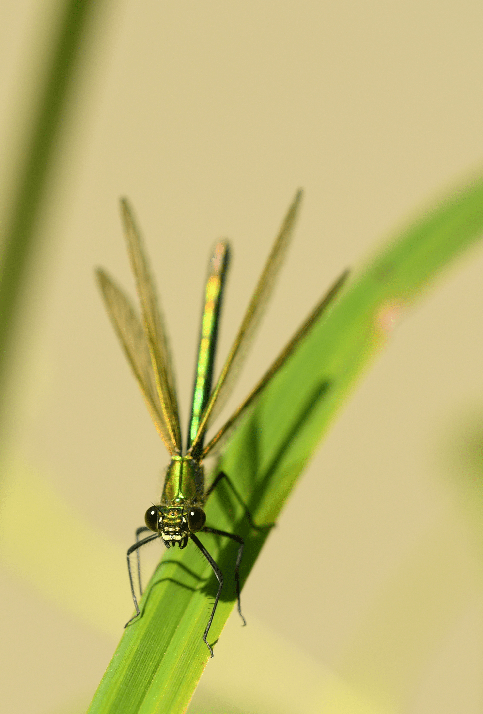 Odonata – Ulva² 2898_x_1963_png