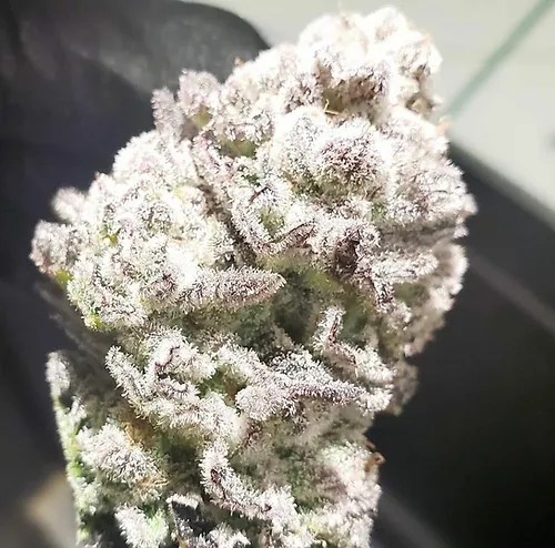 Singapore Sling X Zuchi - Umami Seed Co™