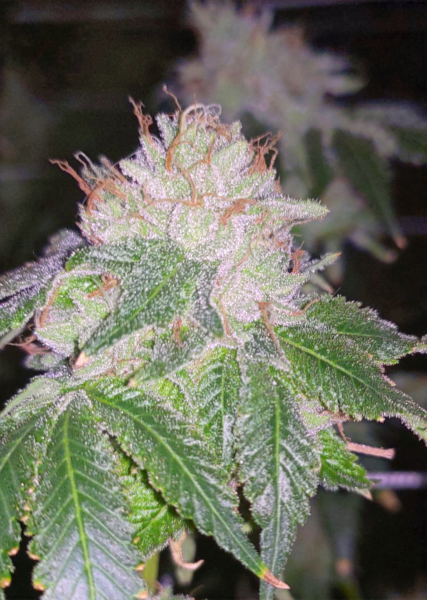 Zuchi - Umami Seed Co™