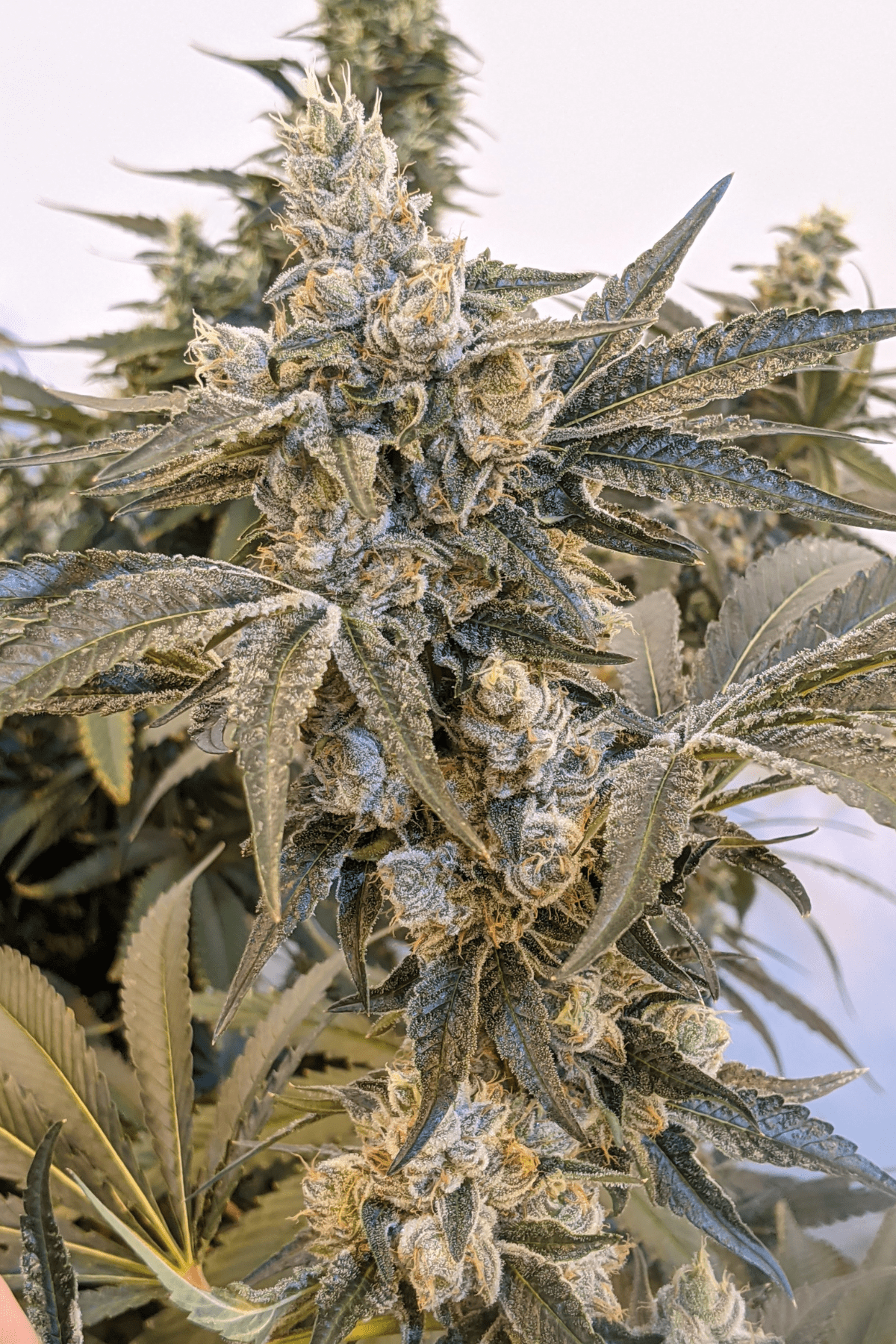 CBXE×CBGハーブ4g レモンチェリージェラート Lemon Cherry Gelato Seeds – Premium Cultivars