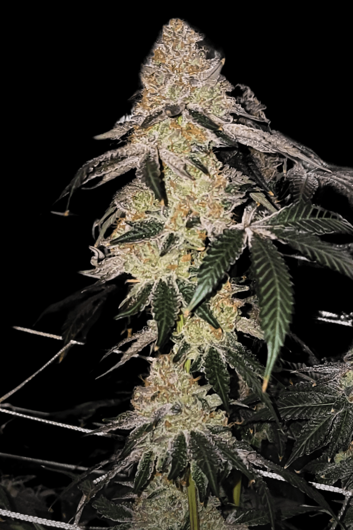 Lemon Pepper X Zuchi - Umami Seed Co™