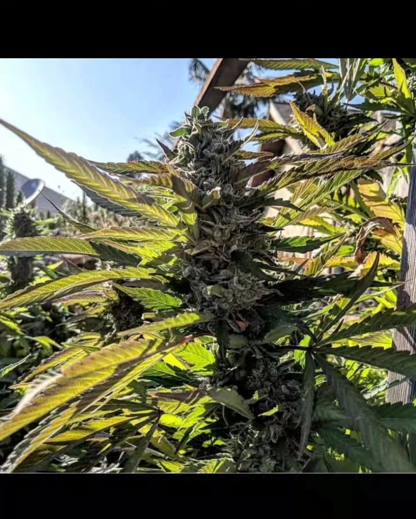 Zkittlez Kush X Zuchi - Umami Seed Co™