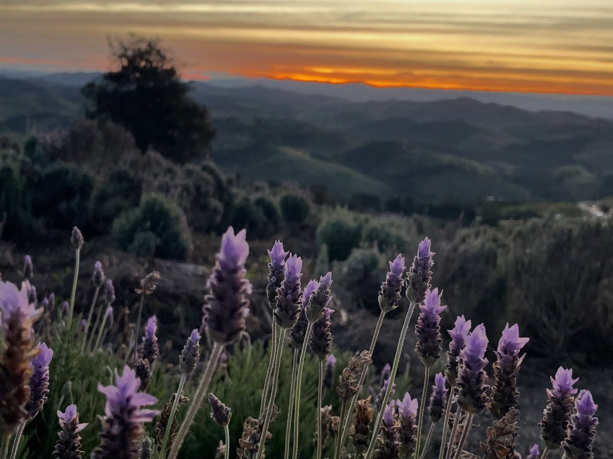 Cunha, no interior de São Paulo, ganha primeira Rota da Lavanda nesta primavera