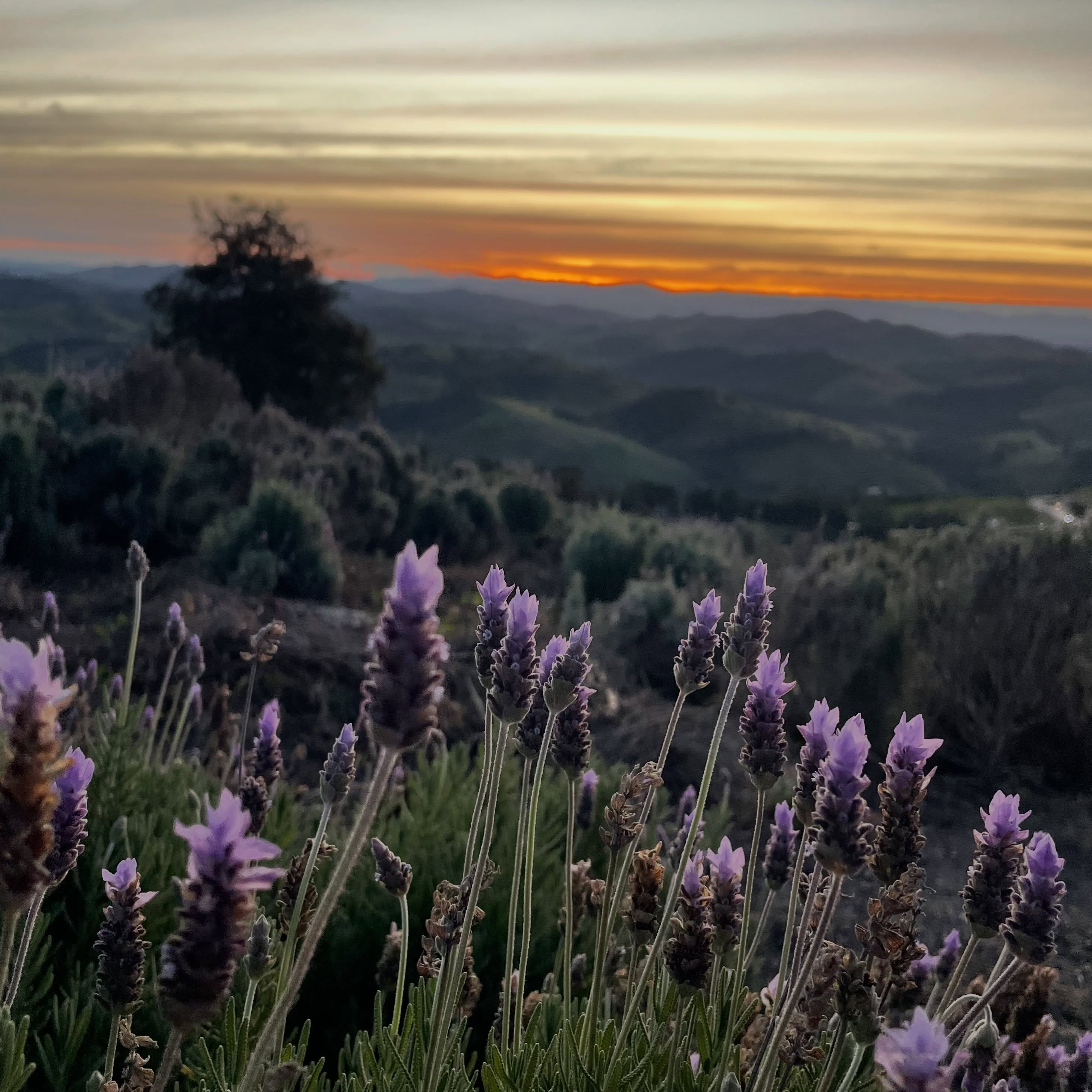 Cunha, no interior de São Paulo, ganha primeira Rota da Lavanda nesta primavera