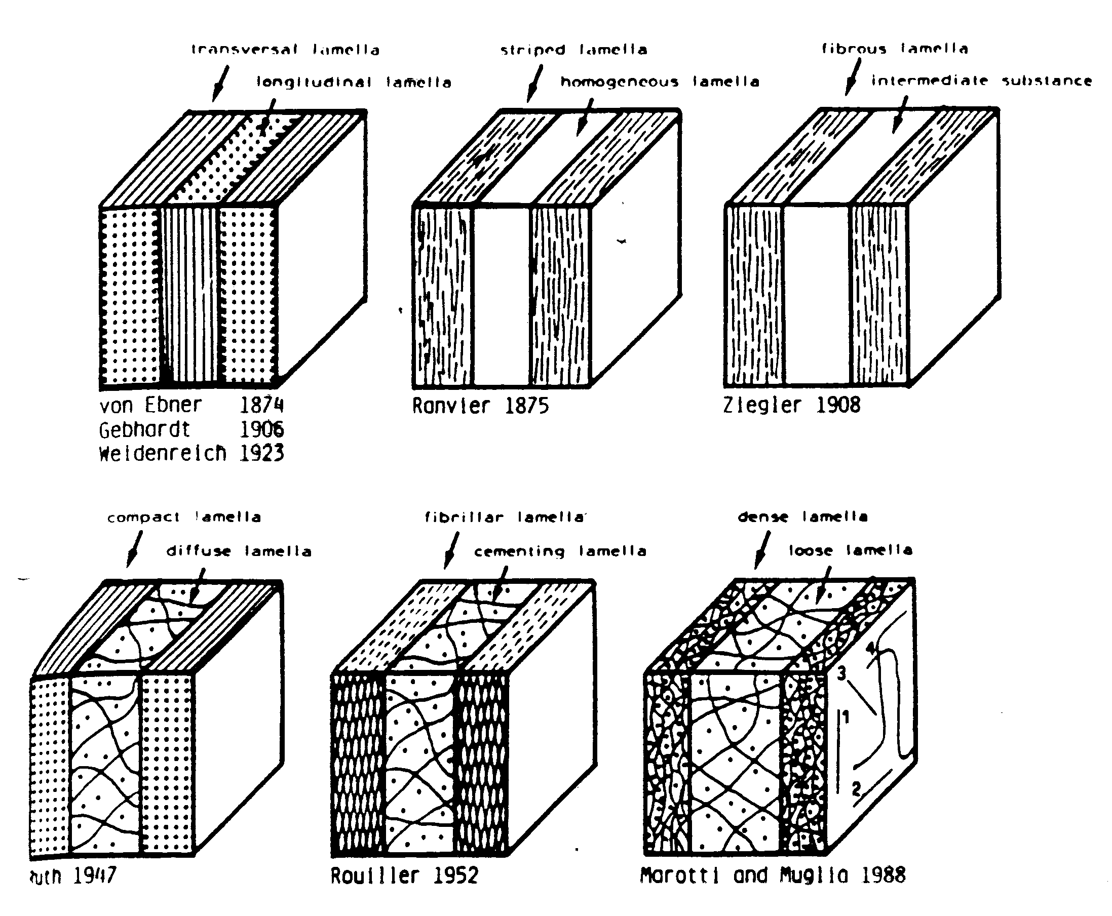 This is a short tutorial using blender 2.8 that shows how to create a bone cross section and using images to create the textures. Bme 332 Bone Structure Function