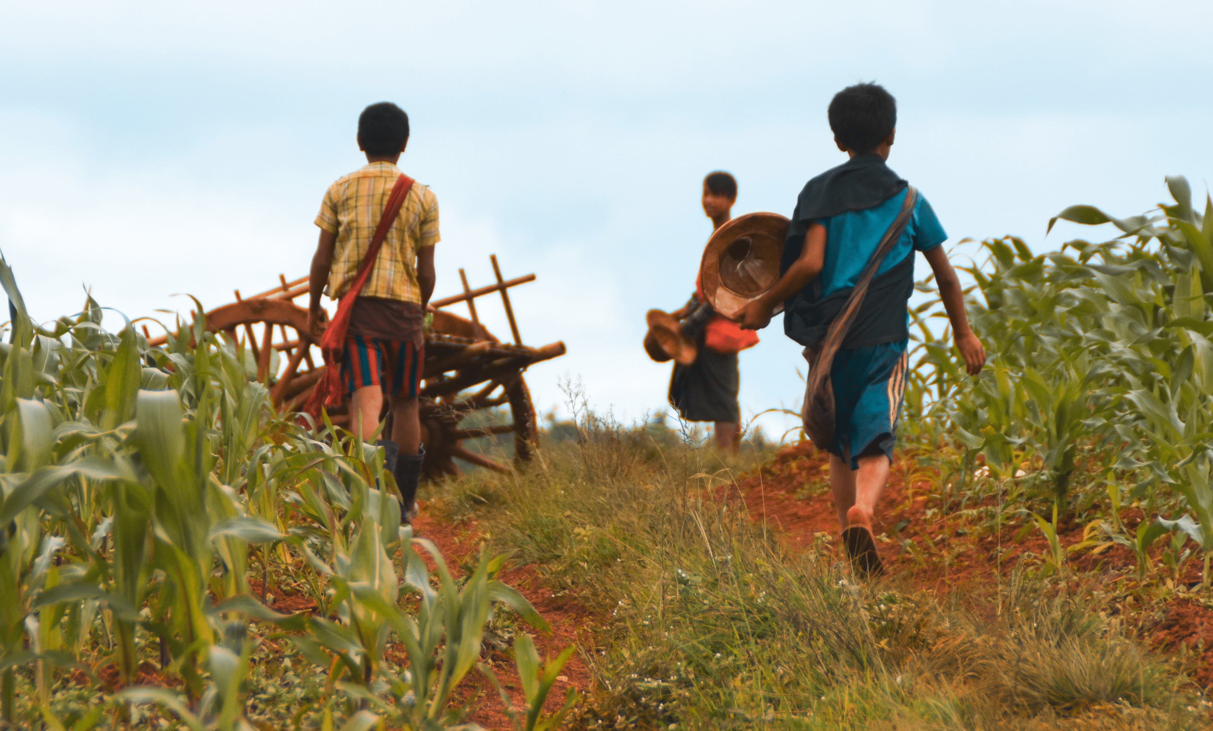 Por el campo de maíz