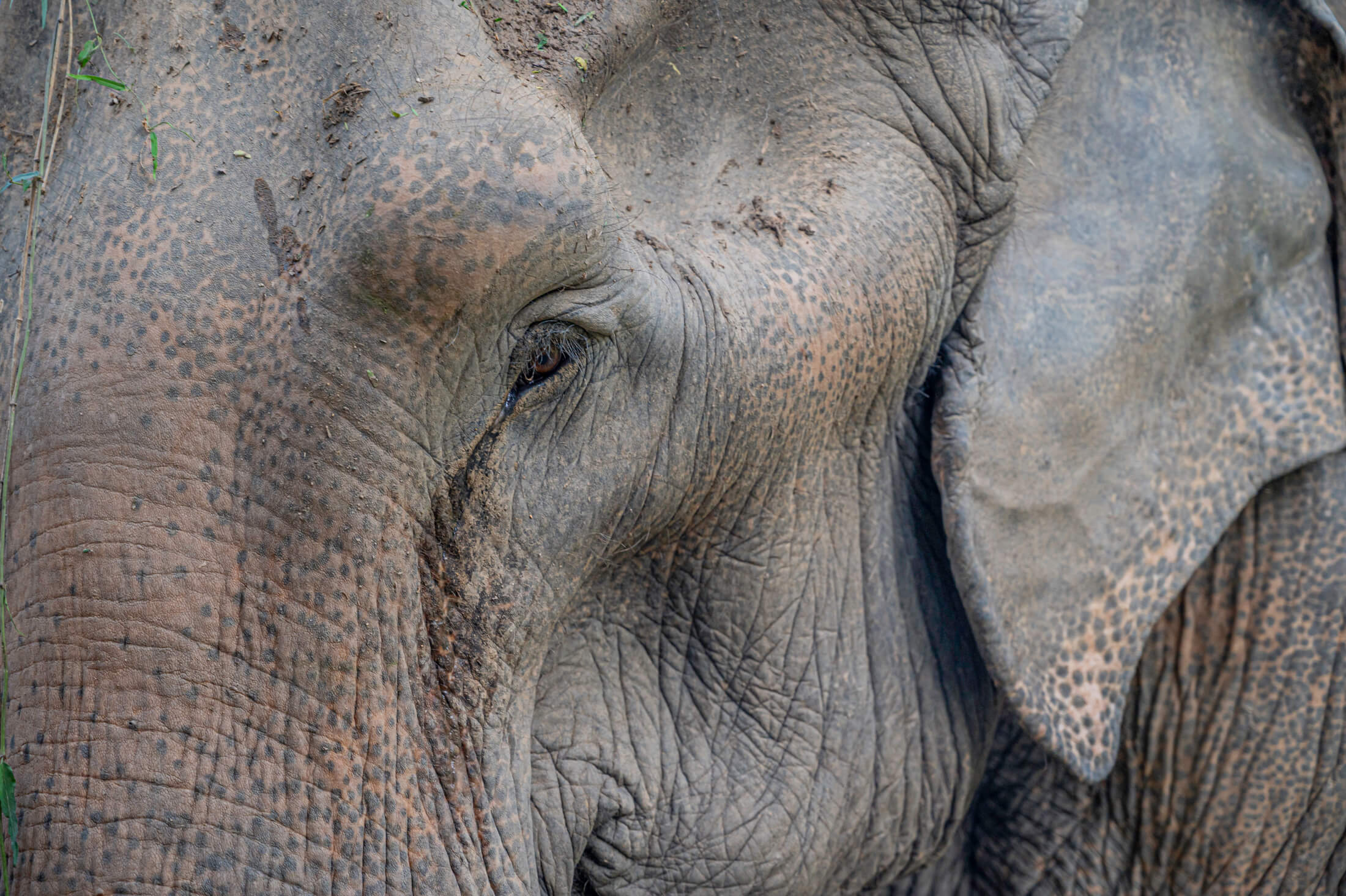Kham Phaeng - NFT Project Updates & Elephant Rescue Mission News - Unchained elephants NFT project with a cause