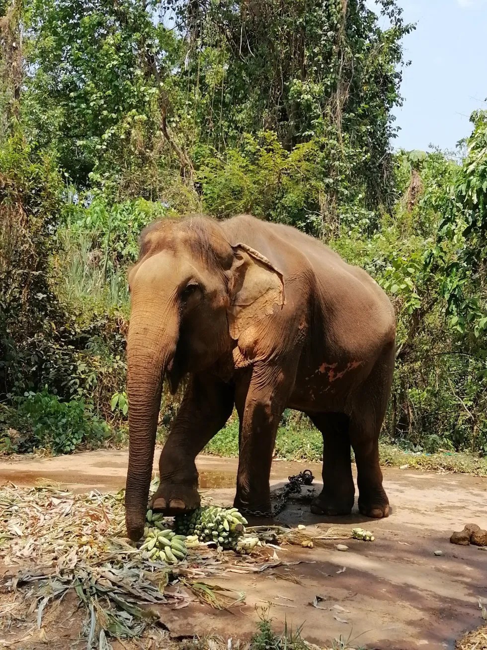 Unchained-Elephants-Launches-Their-FIrst-Elephant-Rescue-Mission-for-Kanoon-Rescue-Kanoon The Elephant