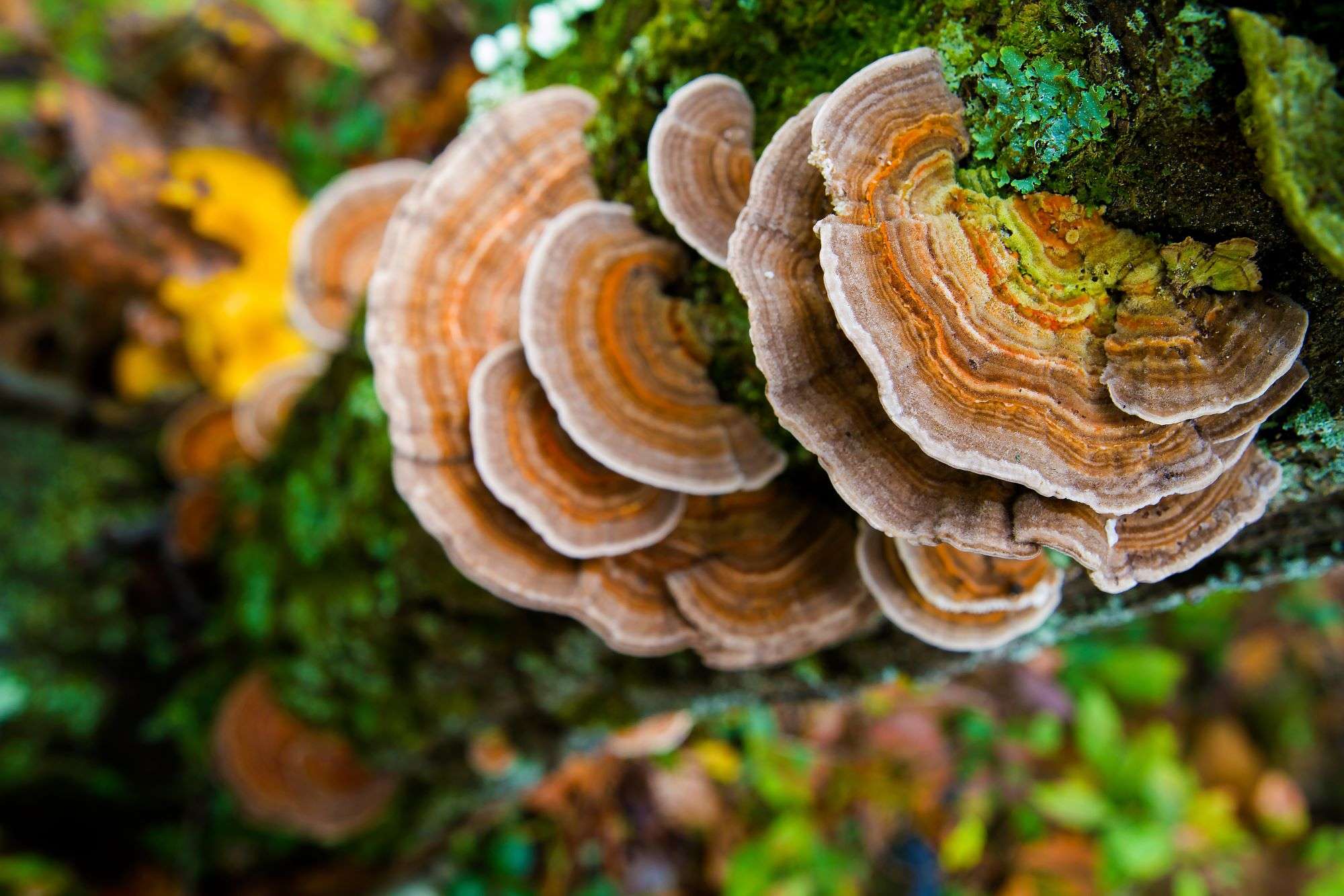 Turkey Tail Functional Mushrooms