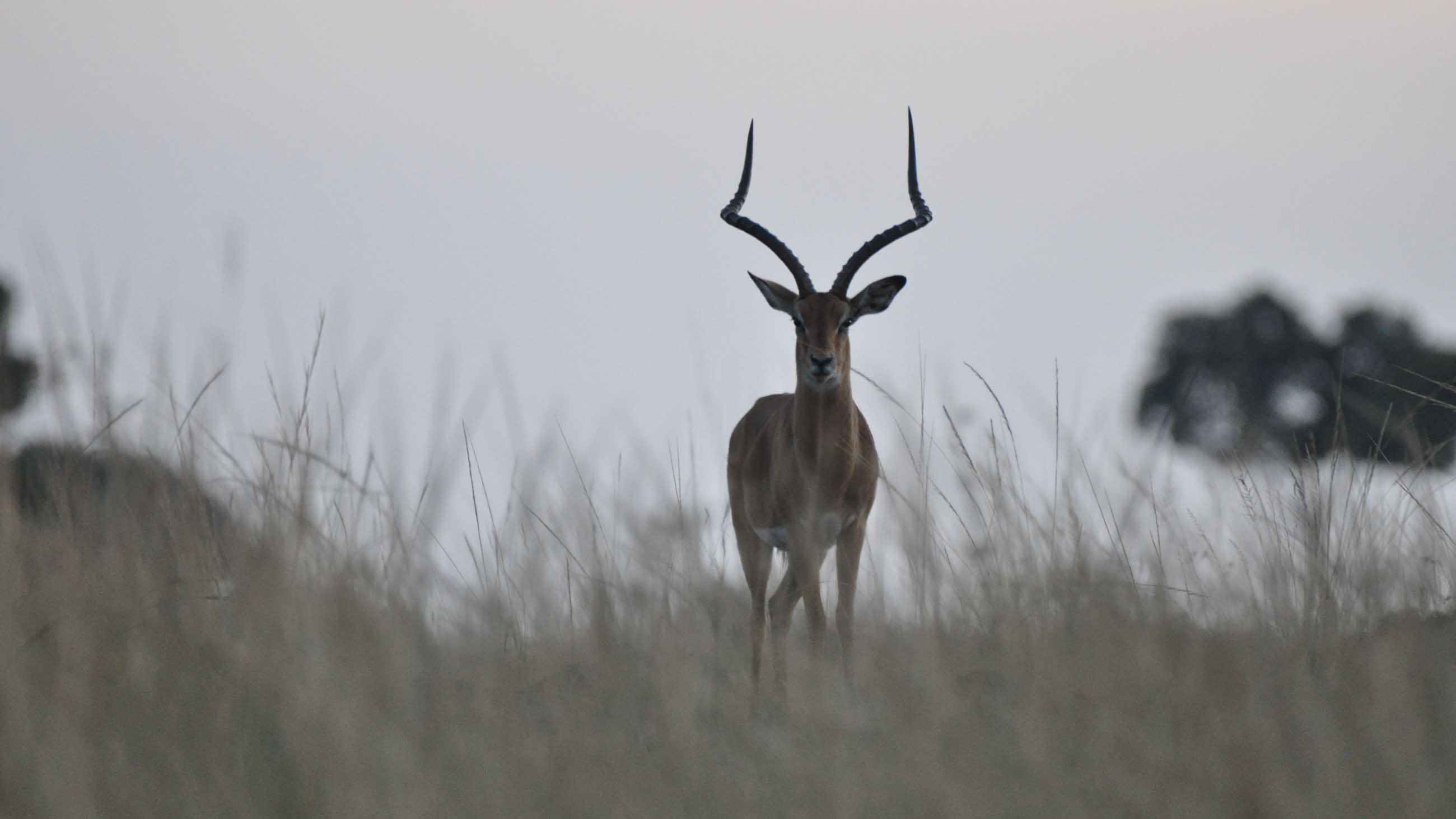 1280x1024 The Persistent Myth Of Persistence Hunting The Persistent Myth Of Persistence Hunting