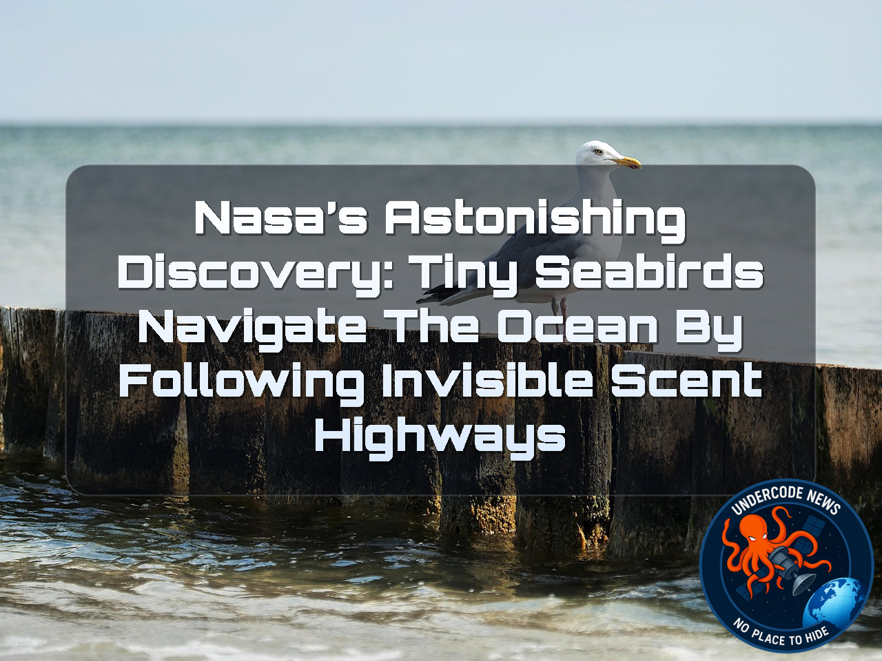 NASA’s Astonishing Discovery: Tiny Seabirds Navigate the Ocean by Following Invisible Scent Highways + Video