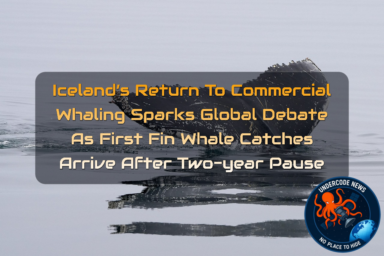 Iceland’s Return to Commercial Whaling Sparks Global Debate as First Fin Whale Catches Arrive After Two-Year Pause + Video