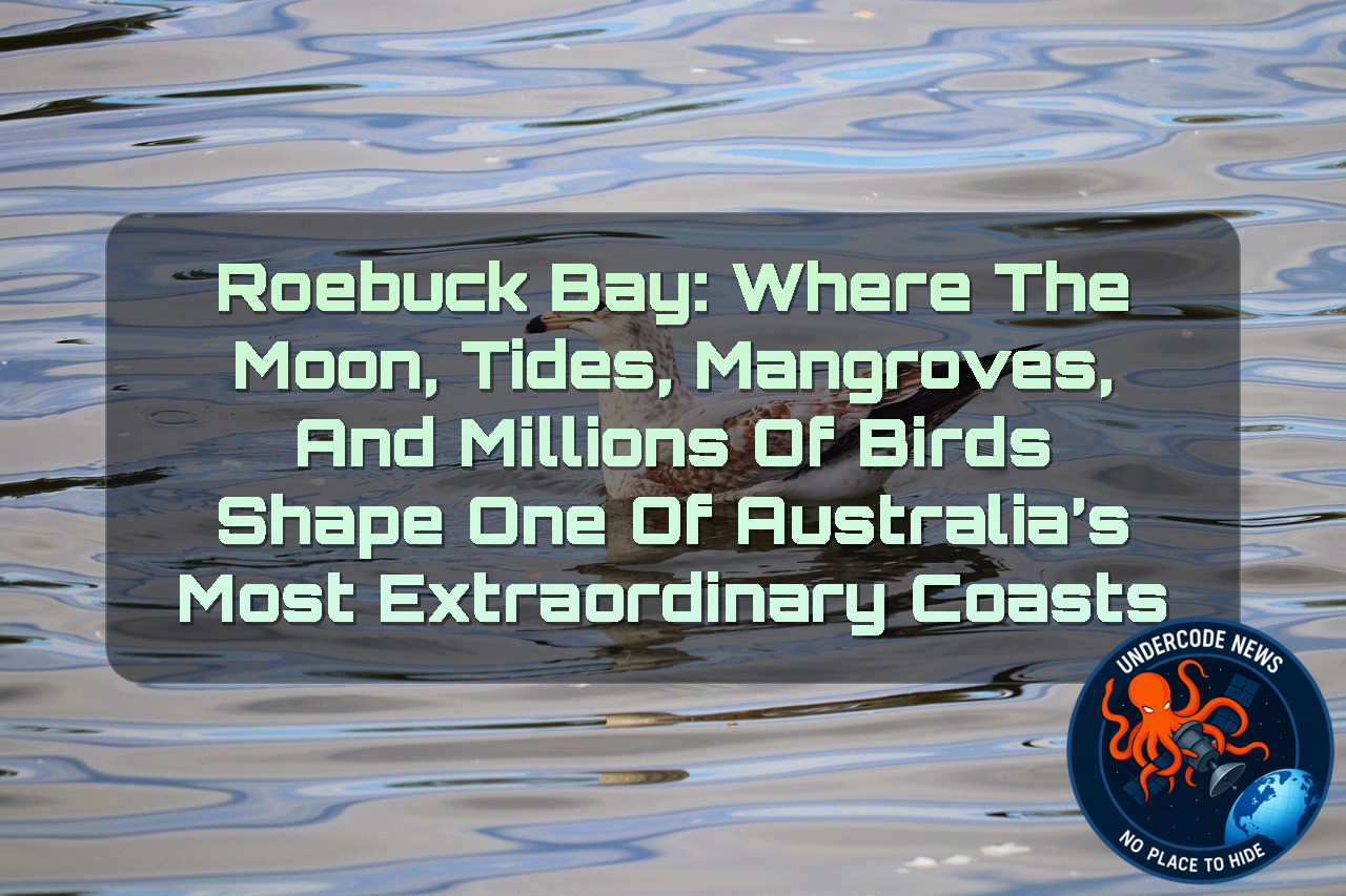 Roebuck Bay: Where the Moon, Tides, Mangroves, and Millions of Birds Shape One of Australia’s Most Extraordinary Coasts + Video