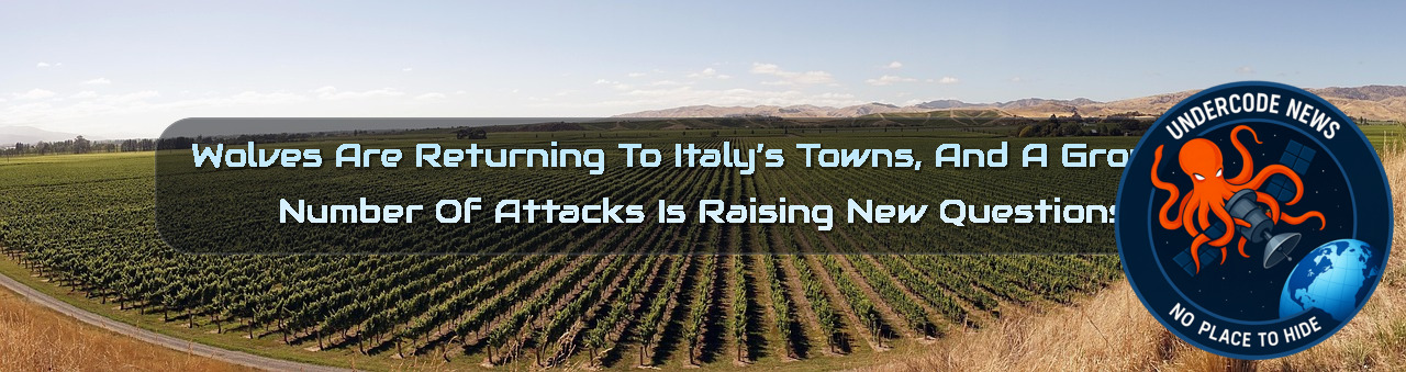 Wolves Are Returning to Italy’s Towns, and a Growing Number of Attacks Is Raising New Questions + Video