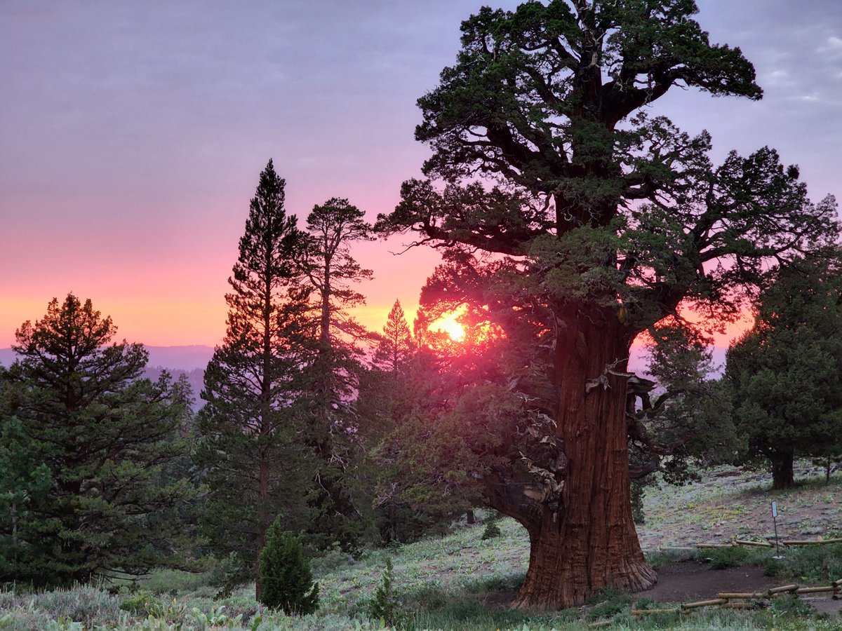 FYI: One of the Oldest Trees on Earth Is in Northern California