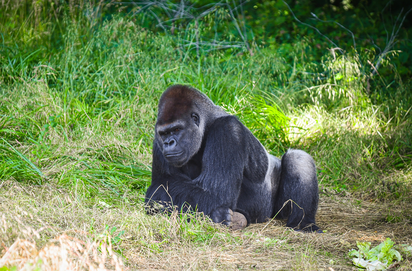 SF Zoo Will Soon Welcome New Critically Endangered Gorilla