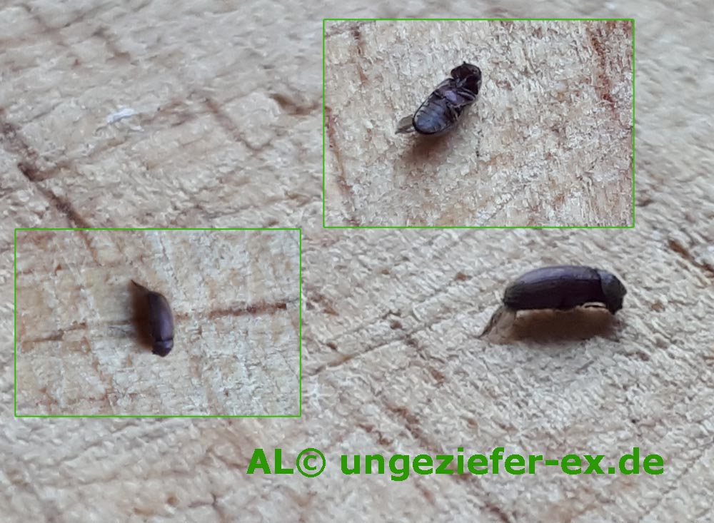 Kleine und große käfer in der wohnung oder im haus sind unerträglich und benötigen eine sofortige maßnahme. Kleine Braune Kafer Welche Kaferart Ist Das Ungeziefer Ex De Klart Auf 2021