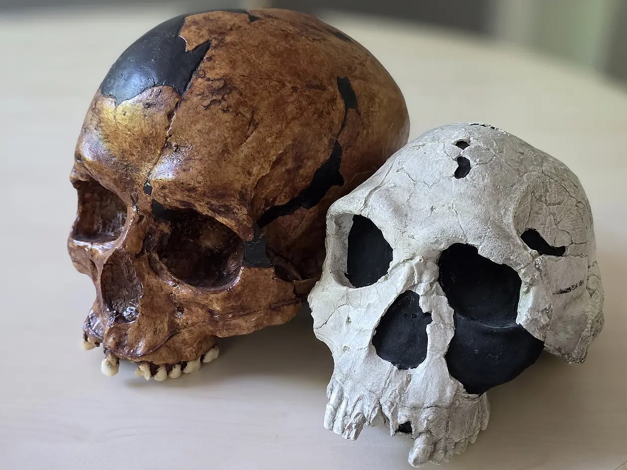 Human Evolution: Unraveling the Mystery Behind Bigger Brains and Smaller Faces (2026)