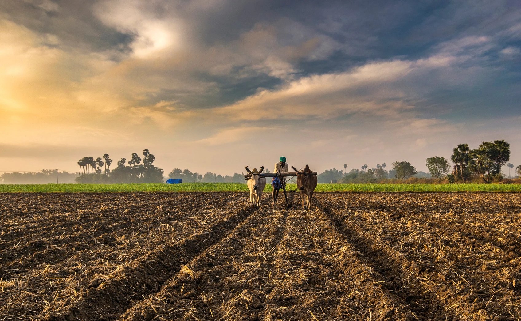 Agriculture
