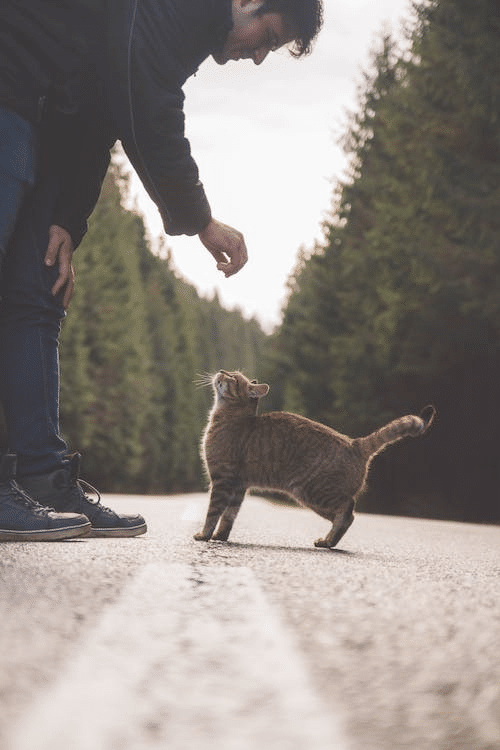 The spiritual meaning of running over a cat