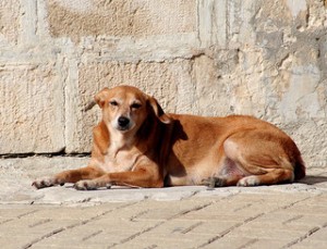 Do Bark Collars Work - Relaxed Dog